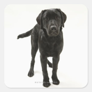 Sticker Carré Récupérateur de labrador noir