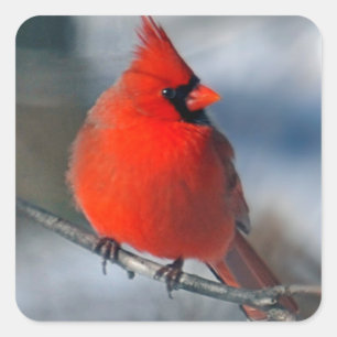 Sticker Carré Red Cardinal Bird