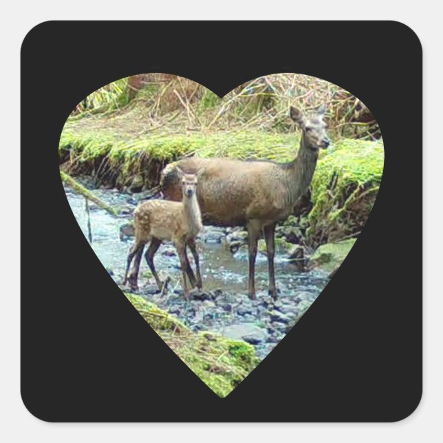 Sticker Carré Red Deer Doe et Baby Deer (Devant)