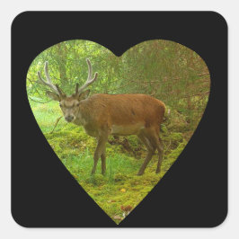 Sticker Carré Red Deer Stag prudent