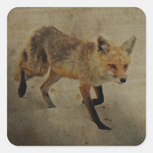 Sticker Carré Red Fox Vixen - Island Beach State Park - NJ