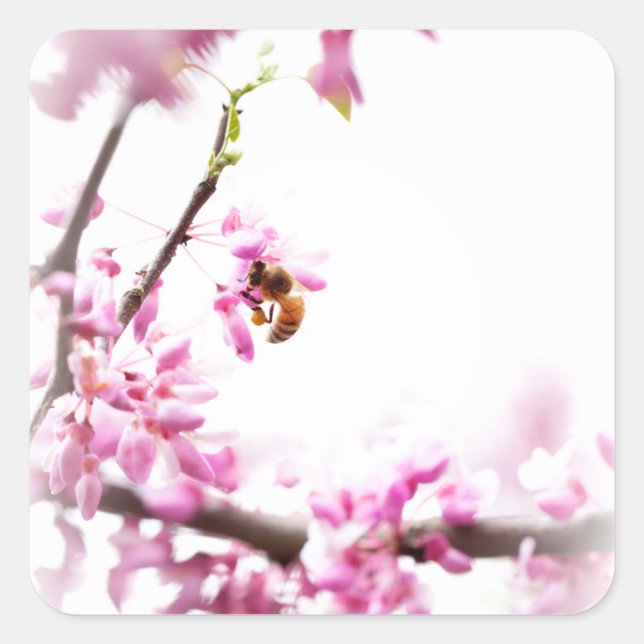Sticker Carré Redbud & abeille de miel au printemps (Devant)