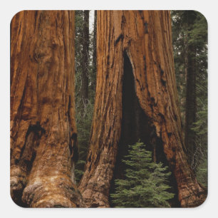 Sticker Carré Redwood Trees, Sequoia National Park.