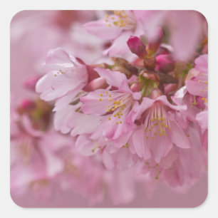 Sticker Carré Reflets Rose Pâle des Fleurs de Cerisier Sakura