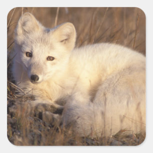 Sticker Carré renard arctique, Alopex lagopus