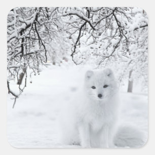 Sticker Carré Renard des neiges dans les bois d'hiver