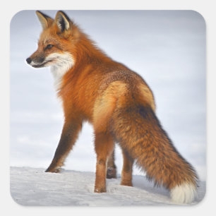 Sticker Carré Renard rouge en hiver