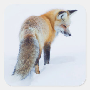 Sticker Carré Renard rouge en hiver