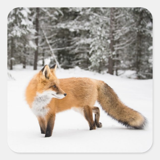 Sticker Carré Renard rouge en neige blanche (Devant)