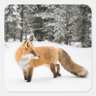 Sticker Carré Renard rouge en neige blanche