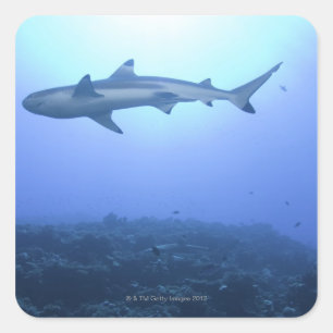 Sticker Carré Requin dans l'océan, vue à faible angle