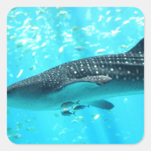 Sticker Carré Requin de baleine bleue frais élégant chic de