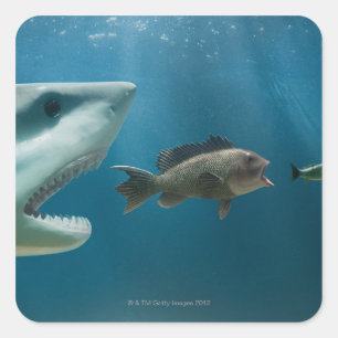 Sticker Carré Requin pourchassant des achigan à la mer pourchass