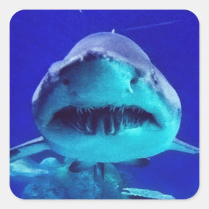 Sticker Carré Requin tigre
