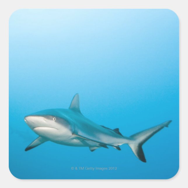 Sticker Carré Requins gris (Carcharhinus amblyrhnchos) (Devant)