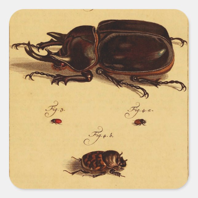 Sticker Carré Rhinoceros Beetles (Devant)