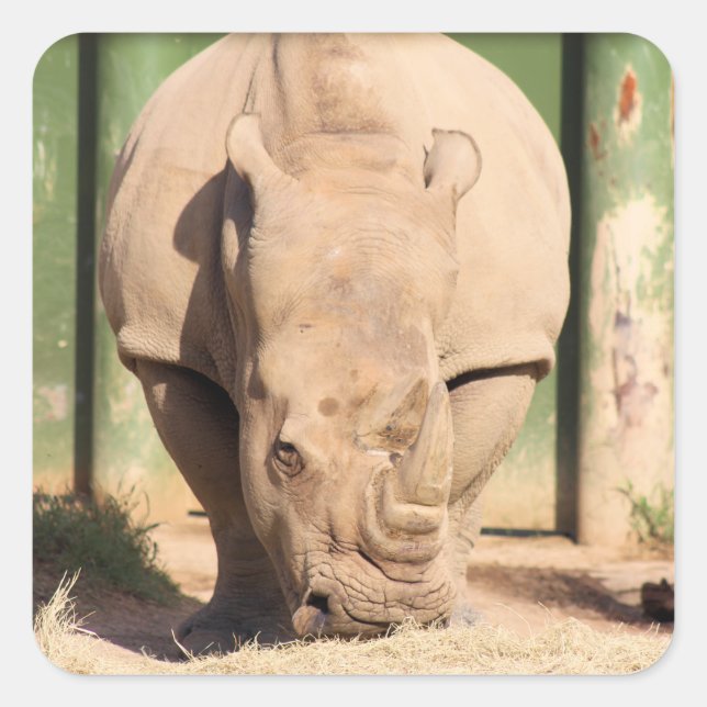 Sticker Carré rhinocéros blanc (Devant)