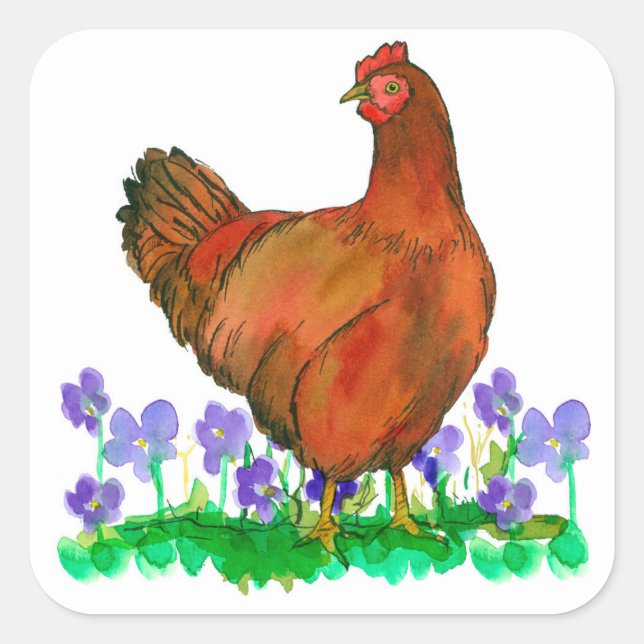 Sticker Carré Rhode Island Red Chicken Aquarelle Violettes (Devant)