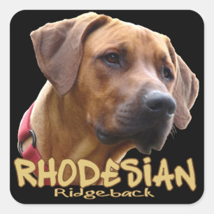 Sticker Carré Rhodesian Ridgeback