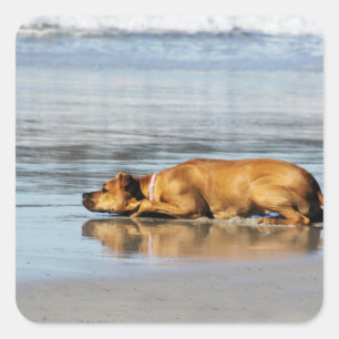 Sticker Carré Rhodesian Ridgeback - L'eau est-elle froide?
