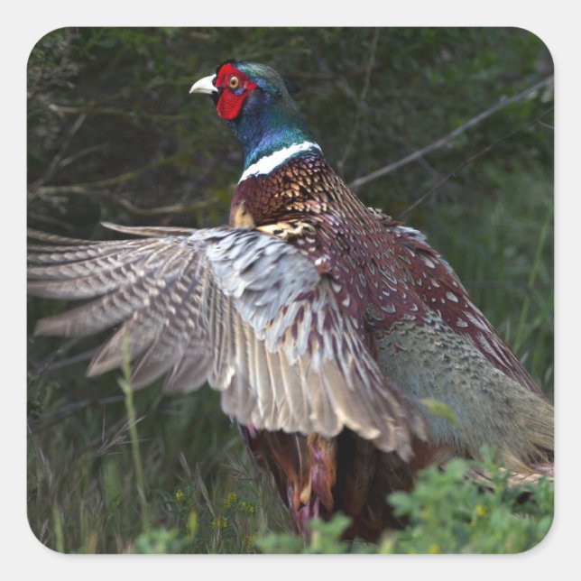 Sticker Carré Ring Pheasant (Devant)