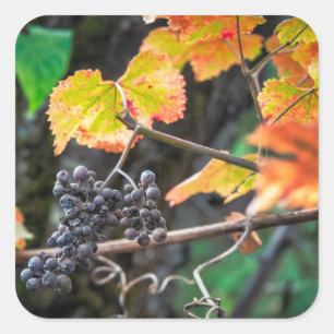 Sticker Carré Ripe Isabella