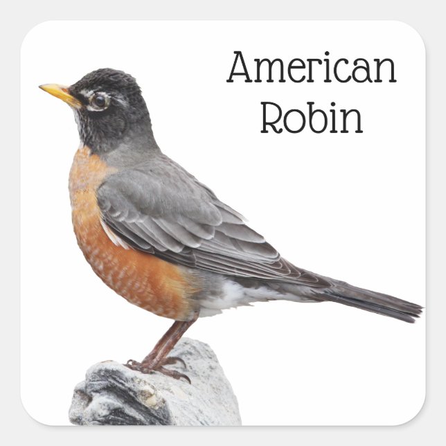 Sticker Carré Robin américain (Devant)