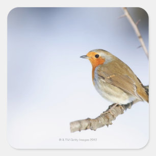Sticker Carré Robin perché sur une branche en hiver
