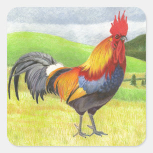 Sticker Carré Rooster
