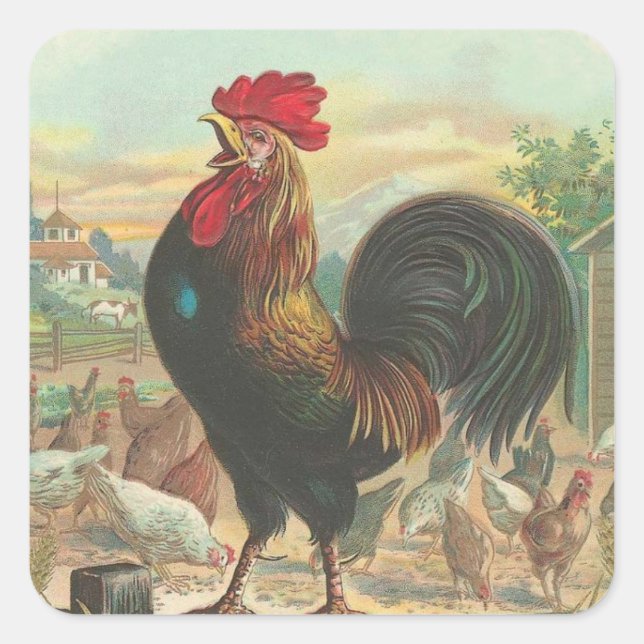 Sticker Carré Rooster (Devant)