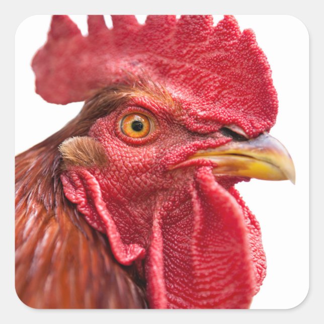 Sticker Carré Rooster Face (Devant)