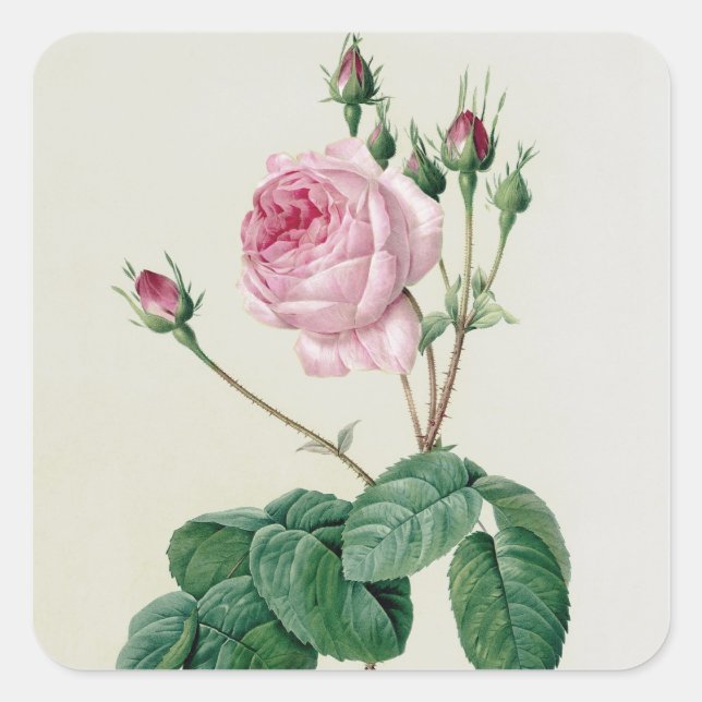 Sticker Carré Rosa Centifolia Bullata (Devant)