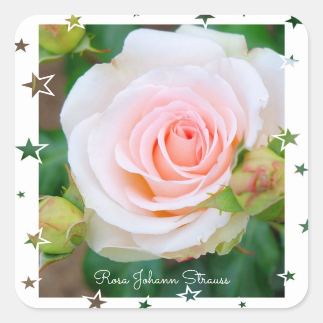 Sticker Carré Rosa Johann Strauss [Square Seal] (Devant)