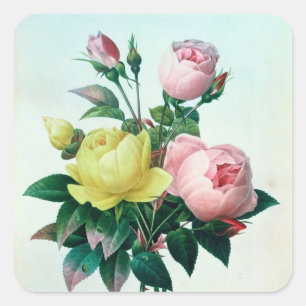 Sticker Carré Rosa Lutea et Rosa Indica