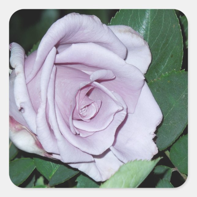 Sticker Carré Rose argenté (Devant)