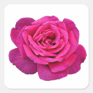 Sticker Carré Rose beauté