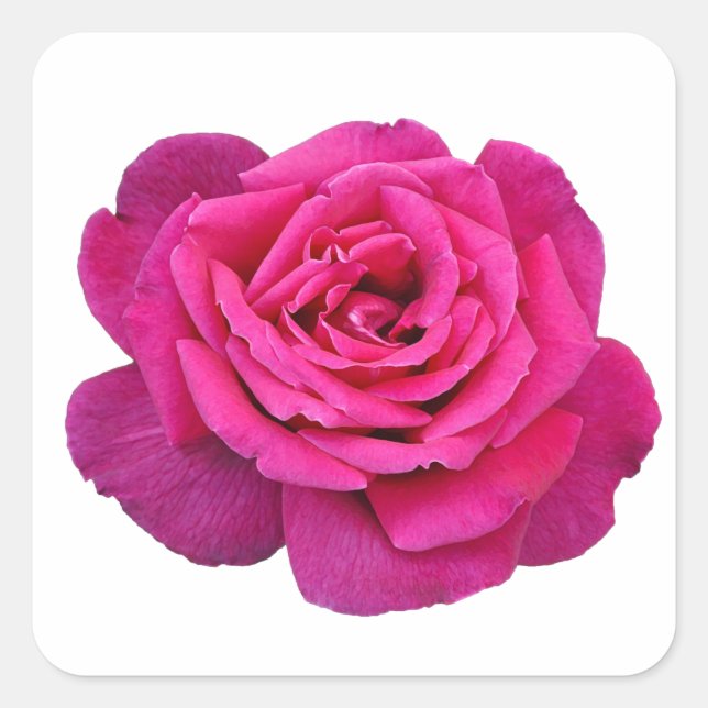 Sticker Carré Rose beauté (Devant)