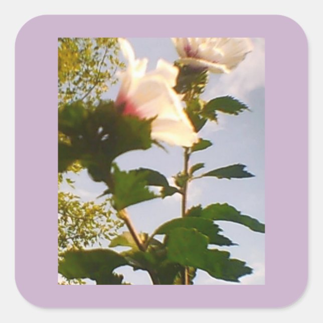Sticker Carré Rose Blanche (Devant)