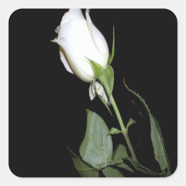Sticker Carré Rose blanche simple (Devant)