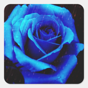 Sticker Carré Rose bleu spectaculaire