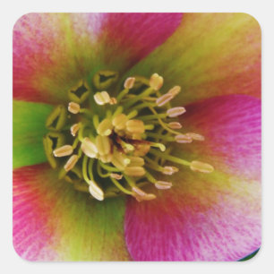 Sticker Carré Rose de carême rose,