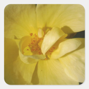 Sticker Carré Rose jaune sauvage