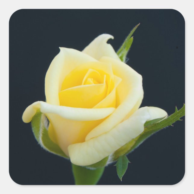 Sticker Carré Rose jaune sur l'arrière - plan noir (Devant)