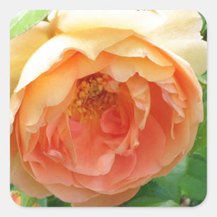 Sticker Carré Rose orange