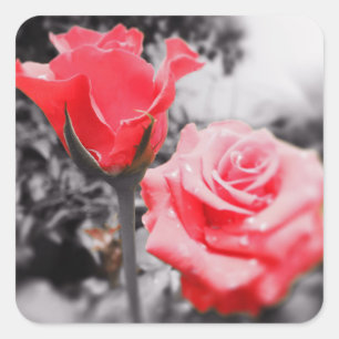 Sticker Carré Rose romantique