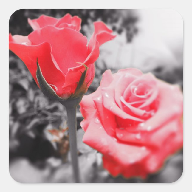 Sticker Carré Rose romantique (Devant)