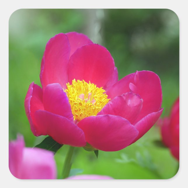Sticker Carré Rose rose chaud (Devant)