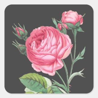 Sticker Carré Rose rose florale moderne