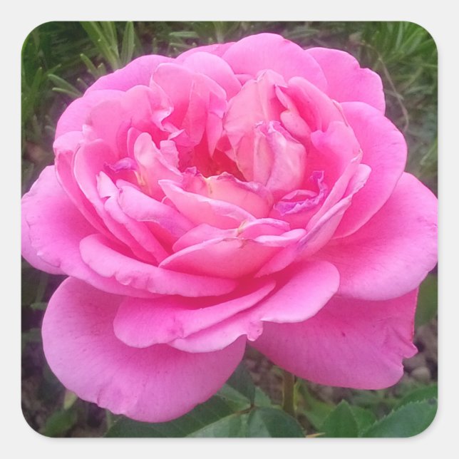 Sticker Carré Rose rose 'Léonard de Vinci' (Devant)