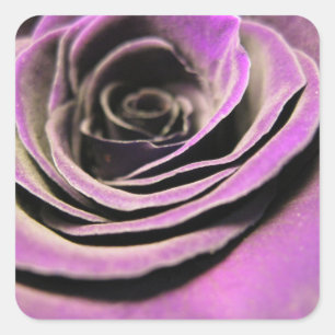 Sticker Carré Rose rose Lilac